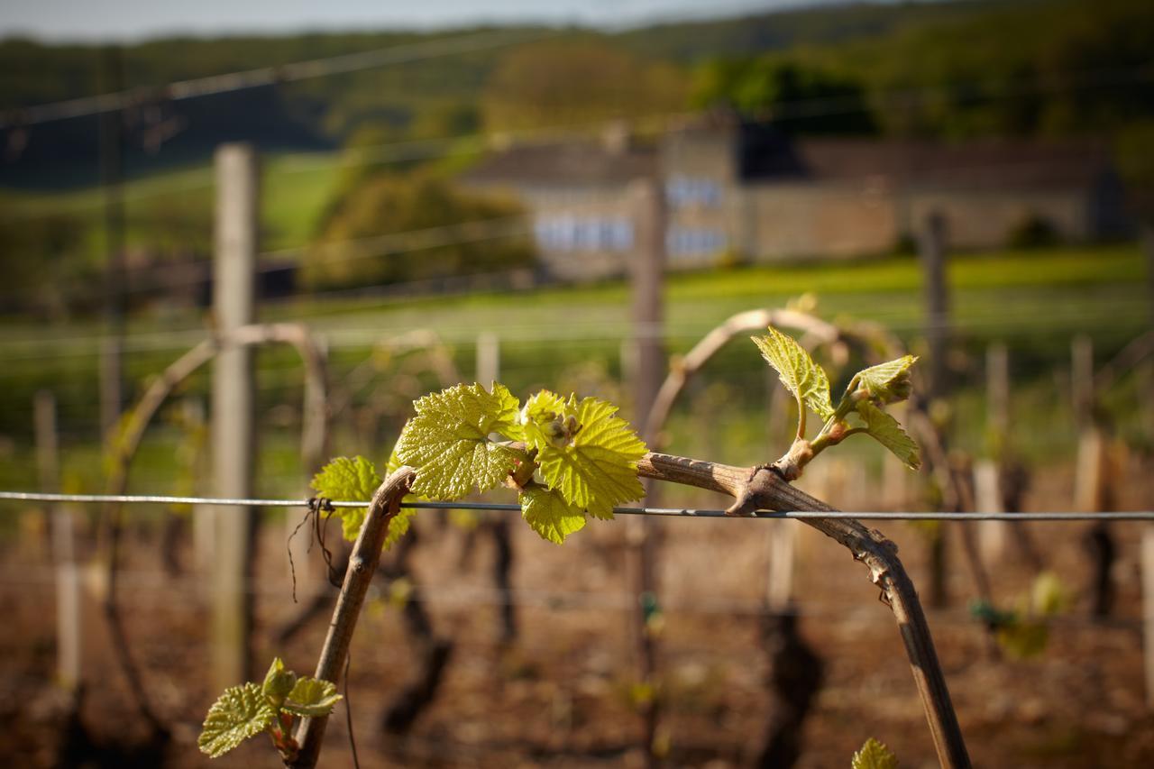 Les Maisons Vigneronnes Ozenay Buitenkant foto